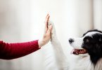 Understanding Common Dog Behaviors