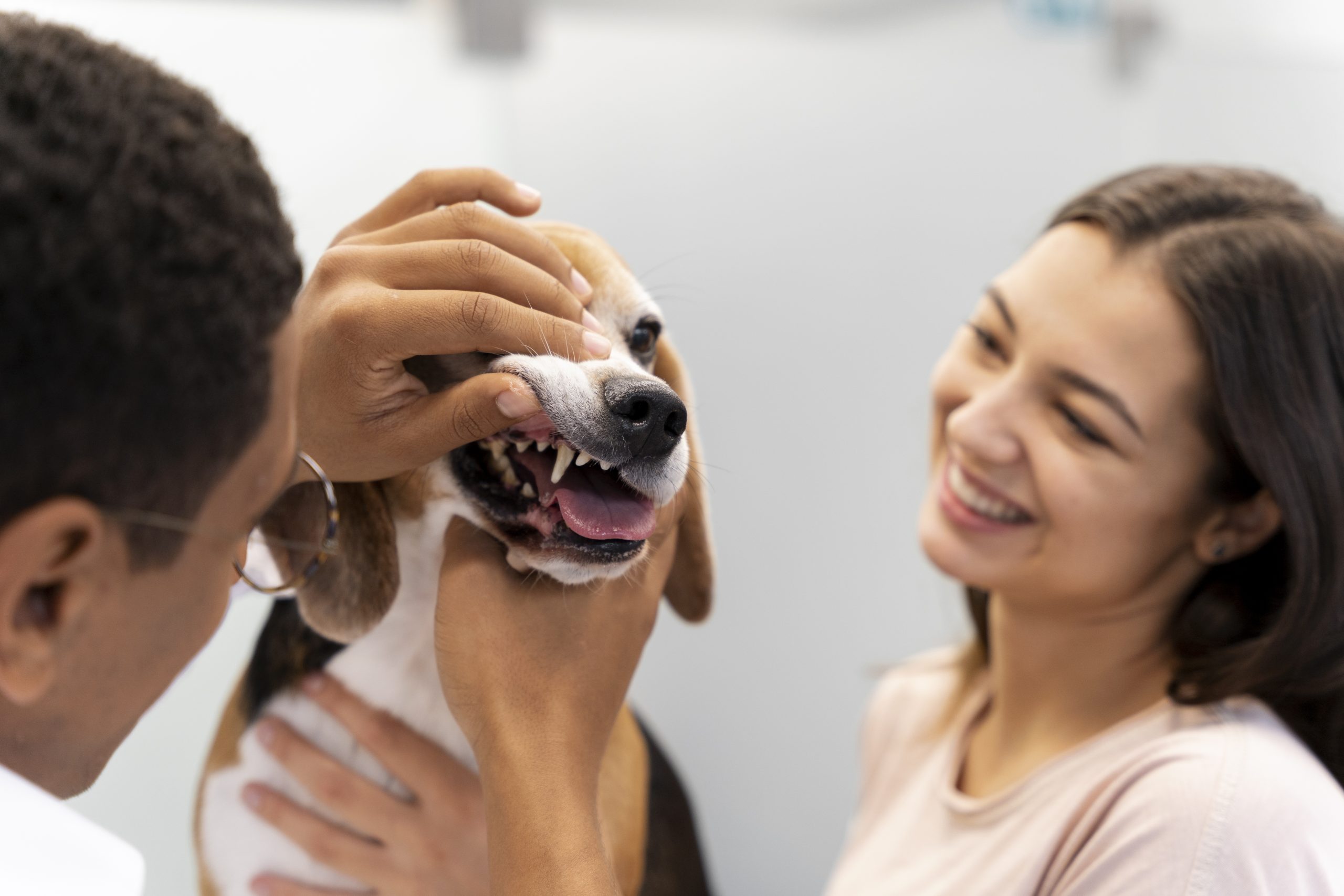 Why Dental Care Is So Important for Pets