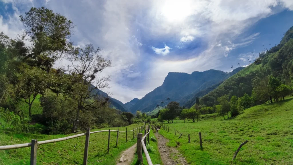 Valle de cocora Salento